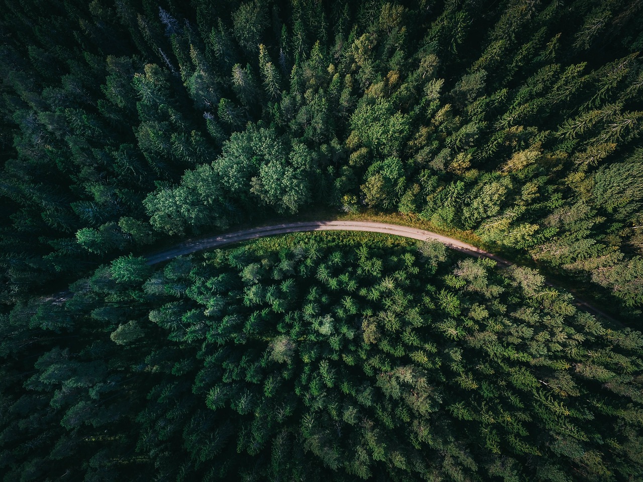 Image - aerial view trees plants forest