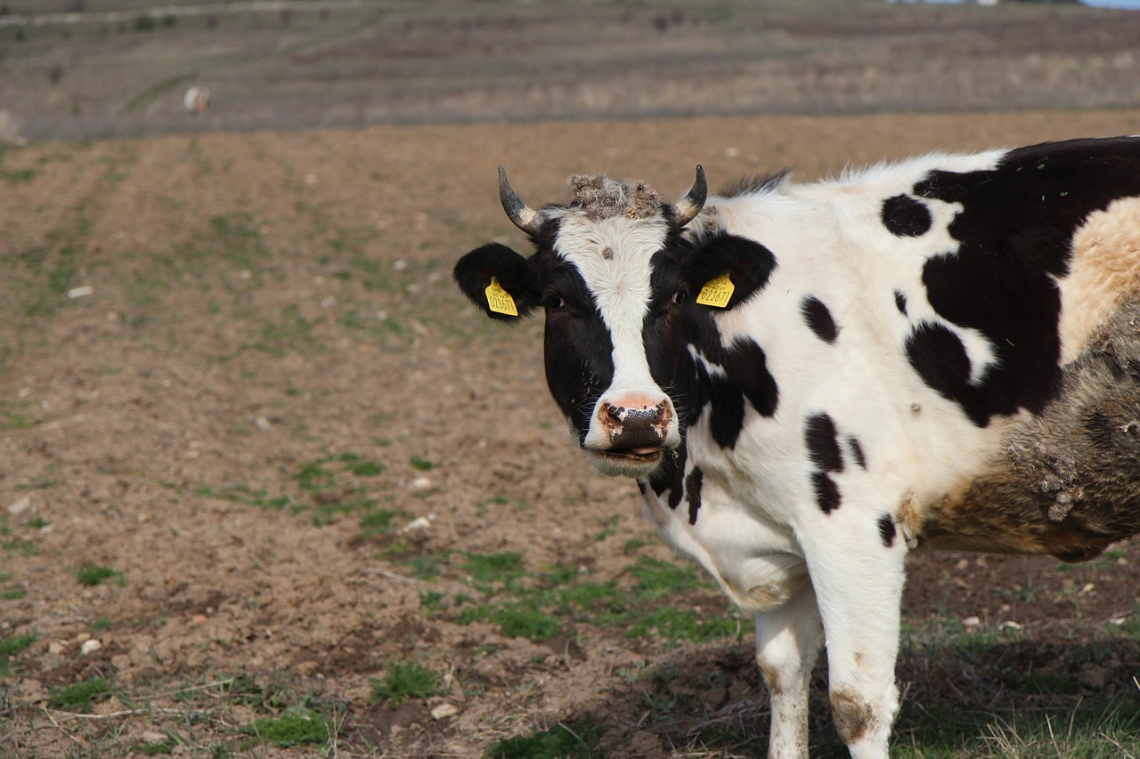 Image - ravnogor cow mountain red rocks