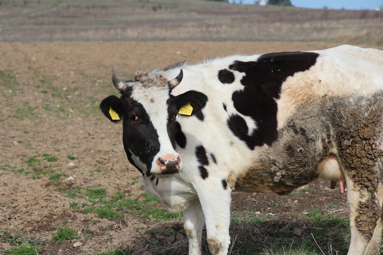 Image - ravnogor cow mountain red rocks