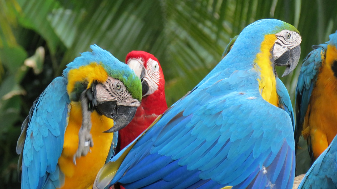 Image - parrots cambodia birds