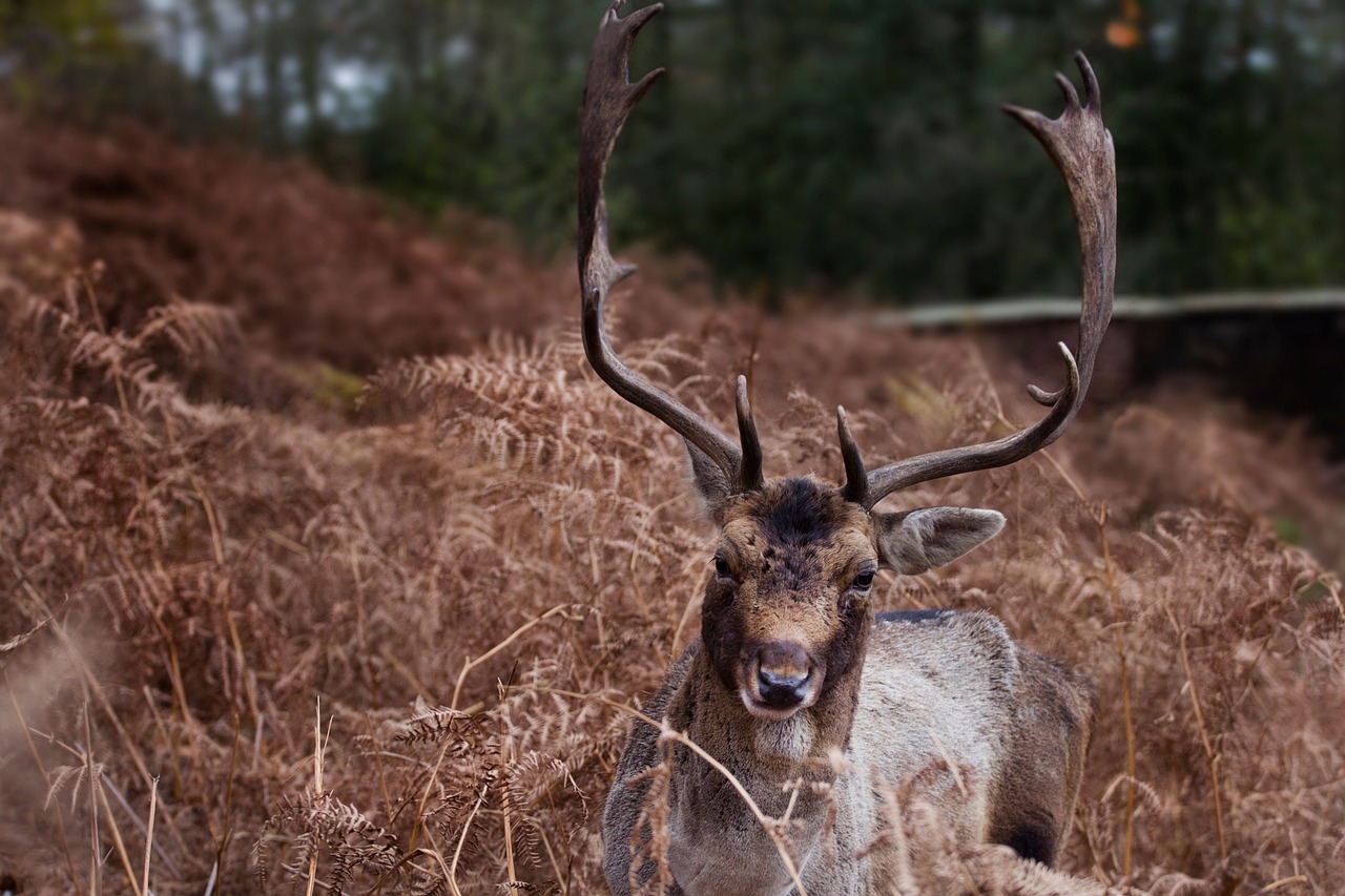 Image - horn deer animal wildlife forest