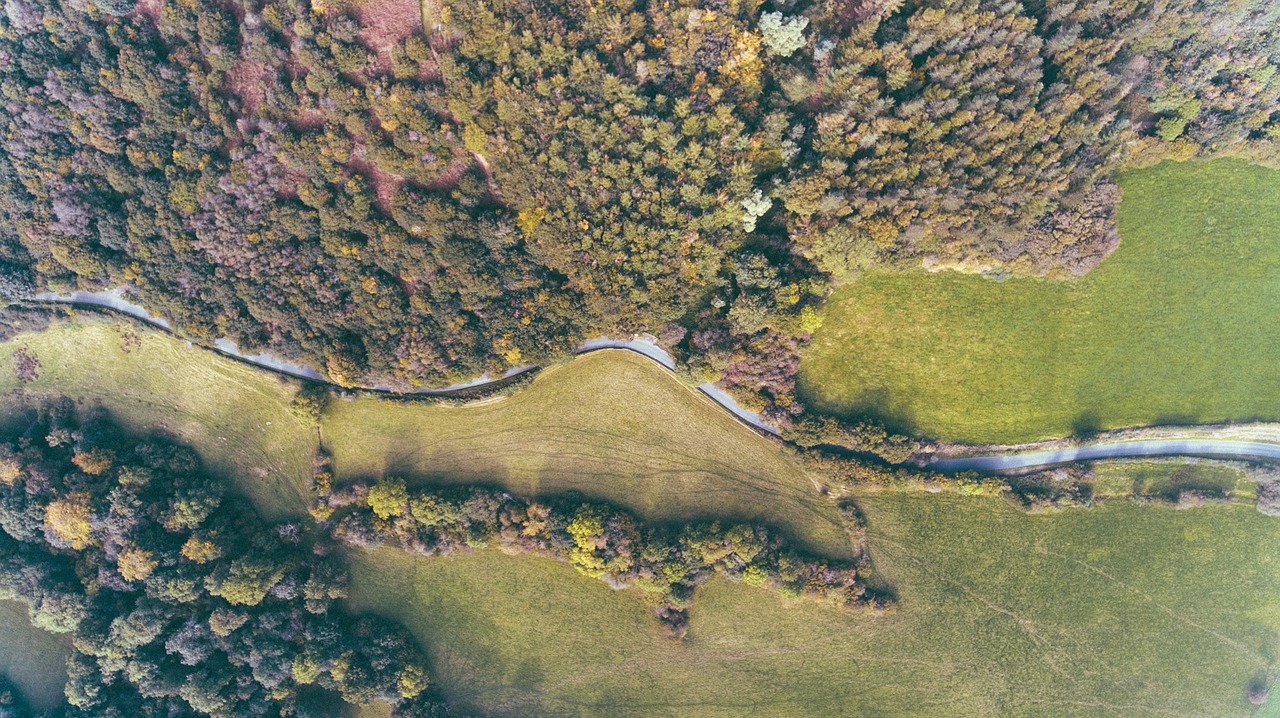 Image - aerial view plants trees leaves