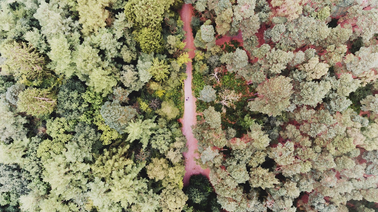 Image - aerial view plants trees leaves