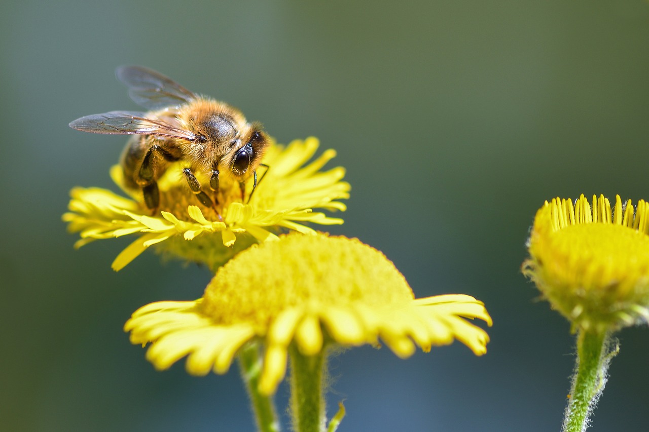 Image - bee forage flower insect macro