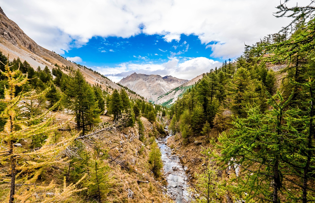 Image - mountain stream water trees leaves