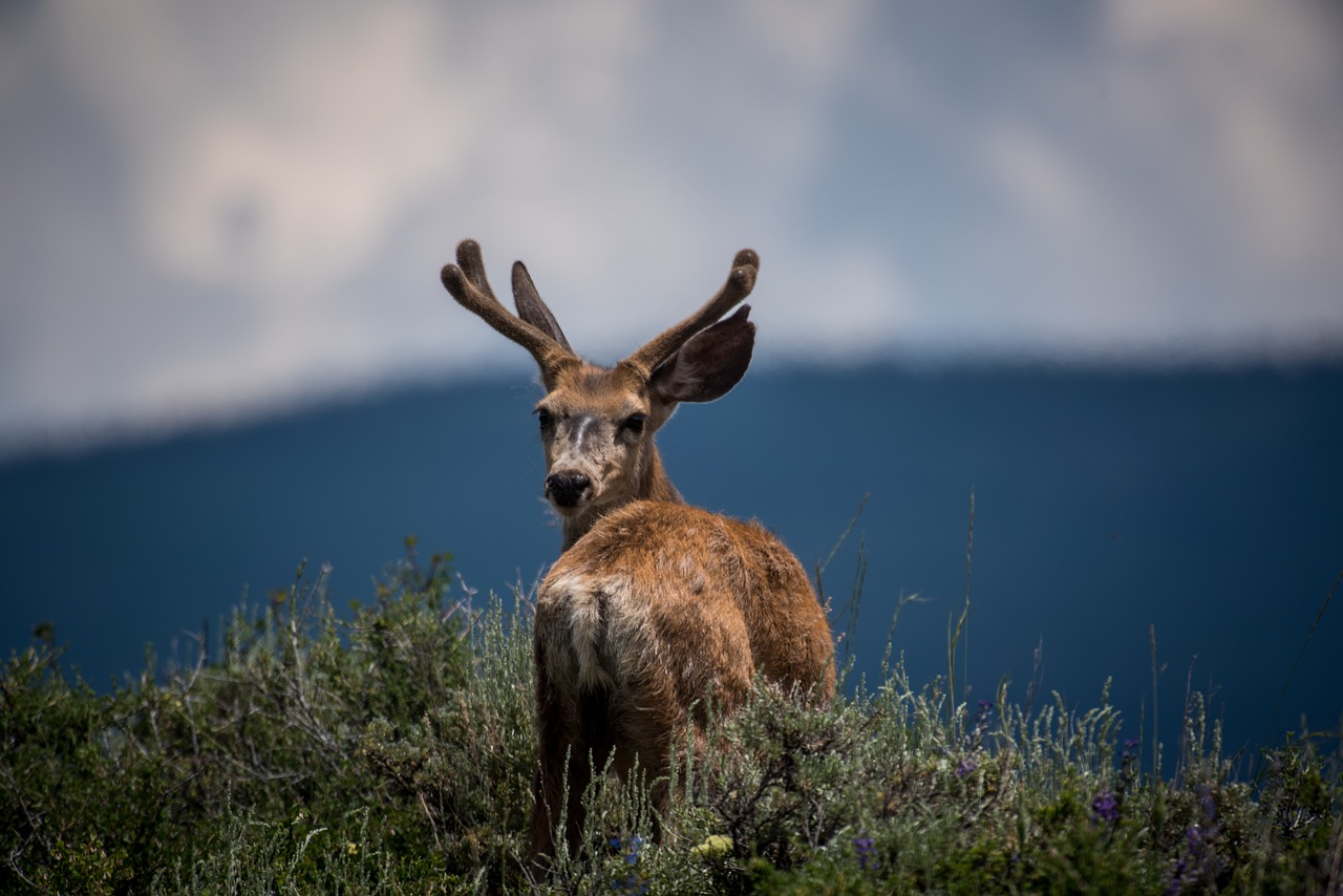 Image - deer animal horn wildlife forest