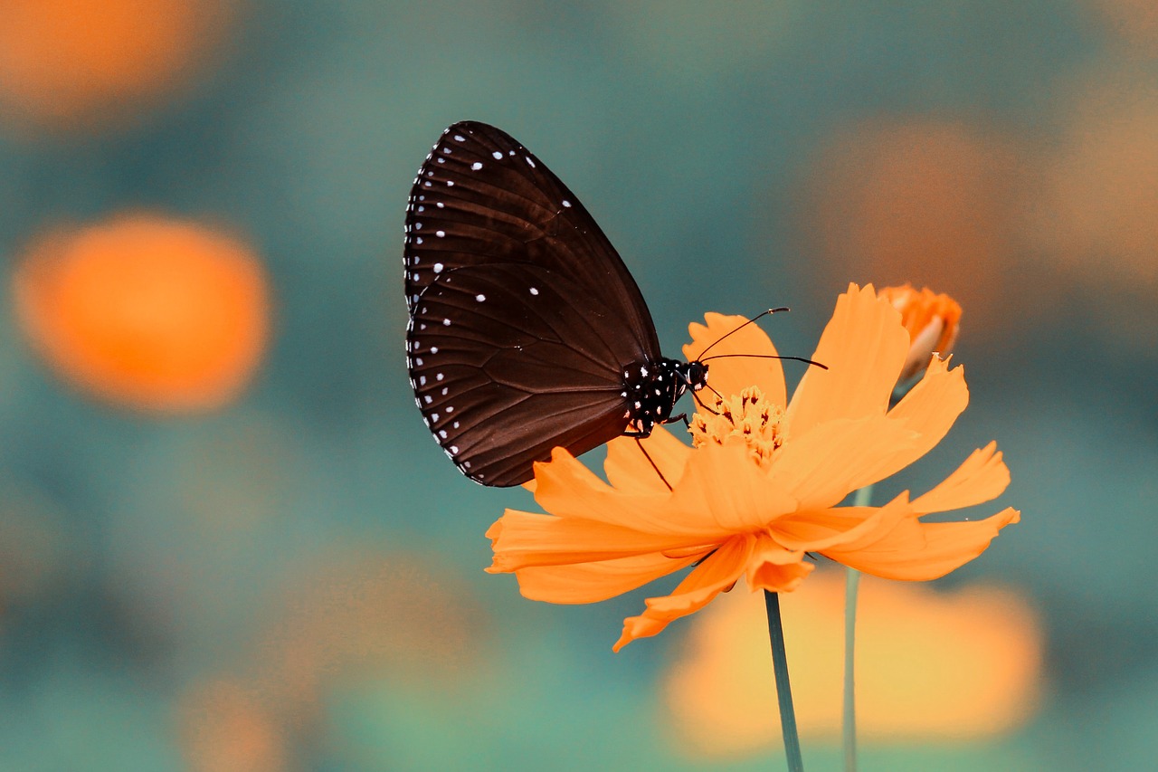Image - butterfly insect flower orange