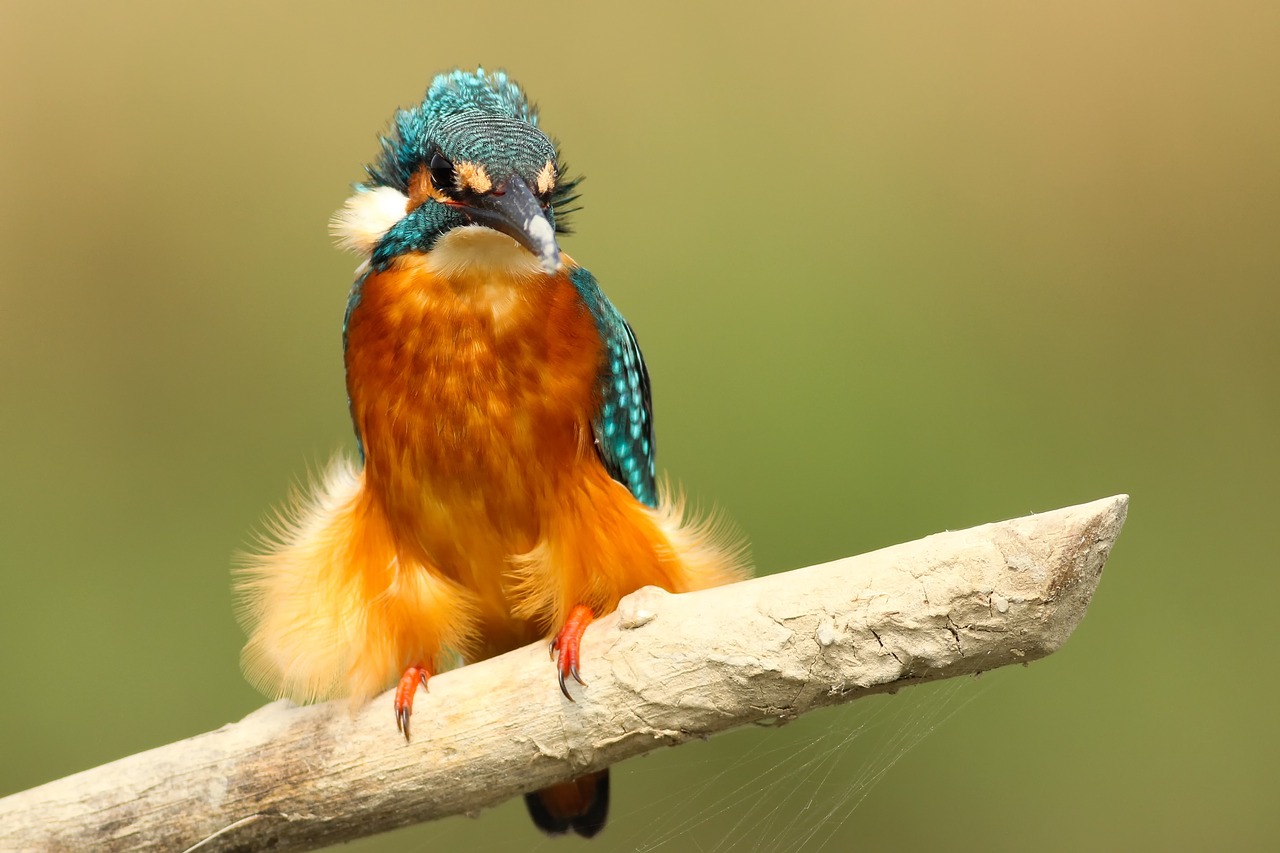 Image - birds orange feather animal wood