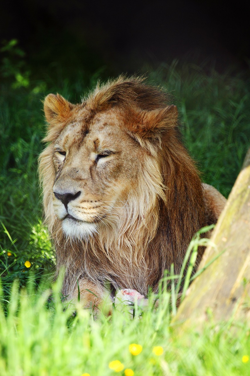Image - africa african animal carnivore