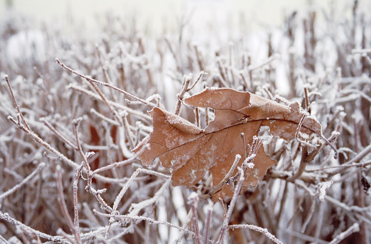 Image - leaf grass snow cold winter