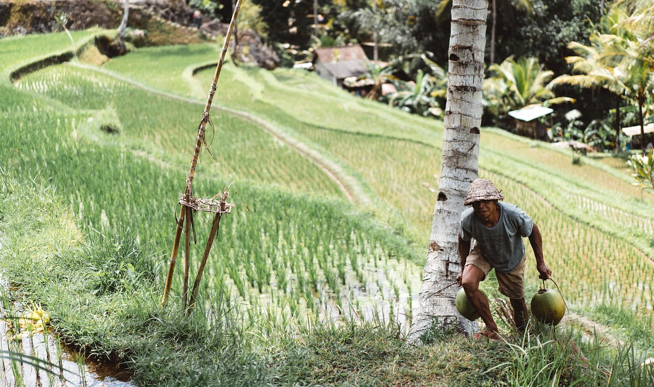 Image - people man farming coconut tree