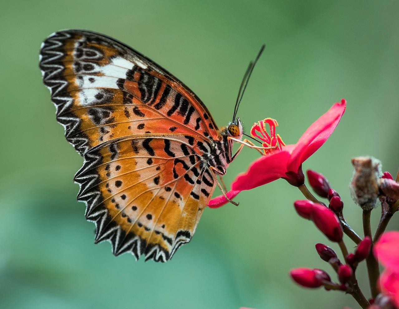 Image - butterfly nature garden colorful