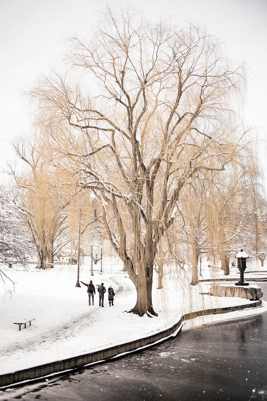Image - trees bench snow winter bulb pole