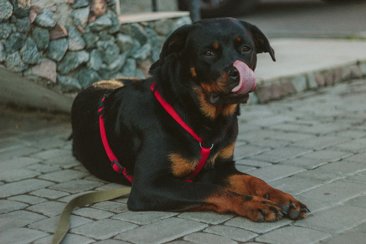 Image - black puppy dog pet outside