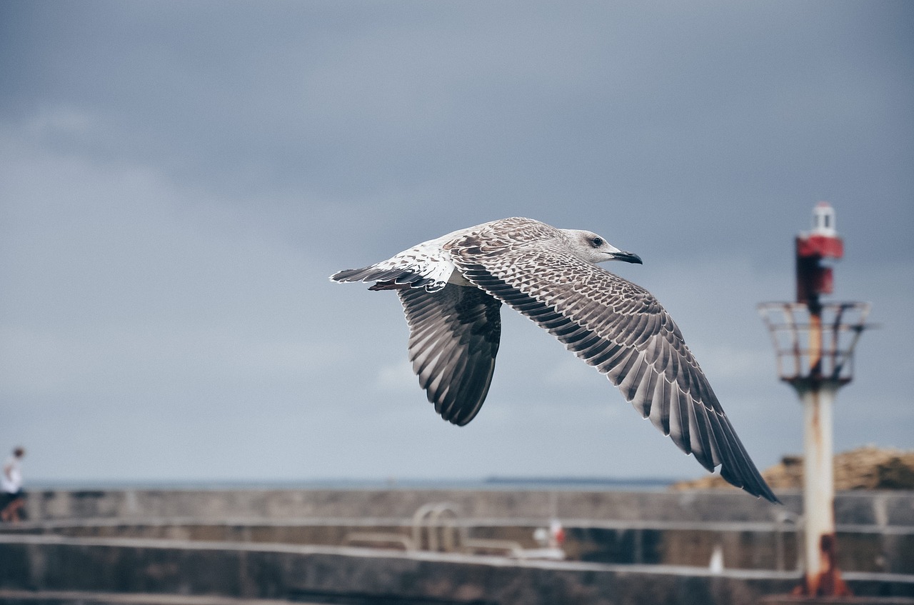 Image - bird animal fly nature pole wall