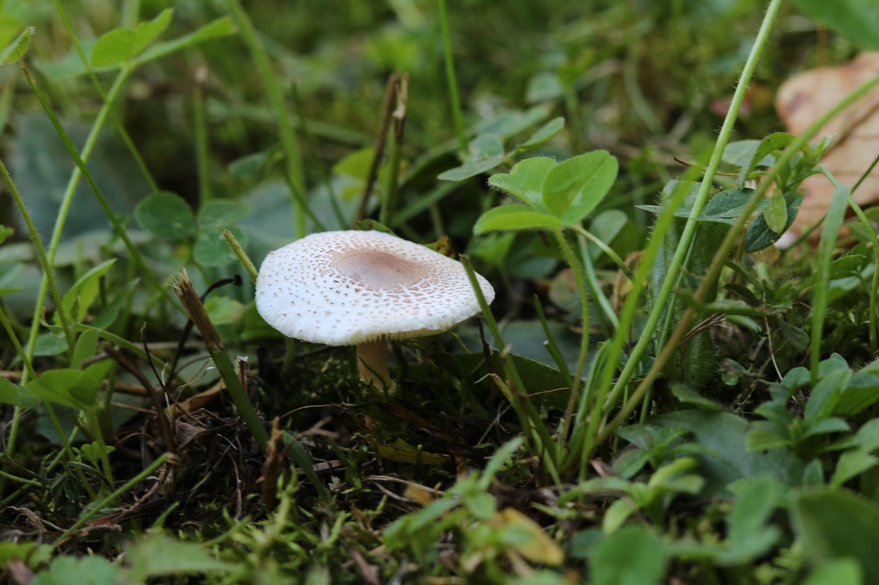 Image - mushroom garden nature autumn