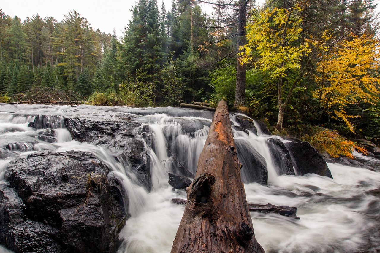 Image - stream water nature pine trees