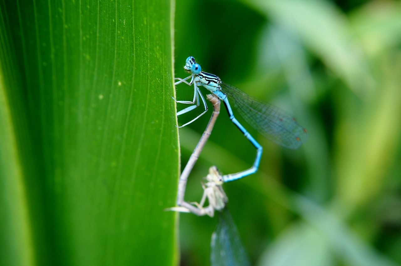 Image - dragonfly couples pairing insect