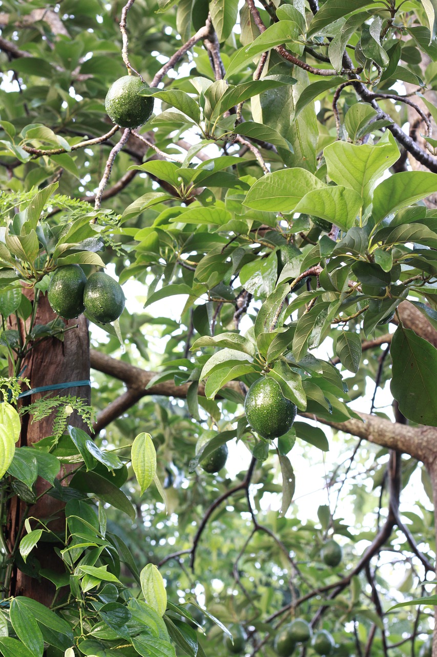 Image - fruit tree green food garden sun