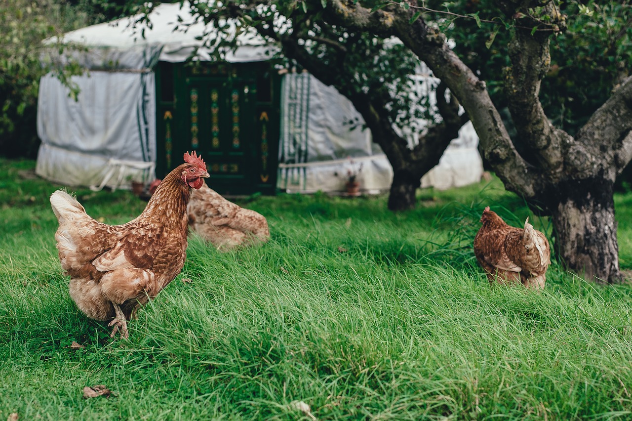 Image - chicken hen animal green grass