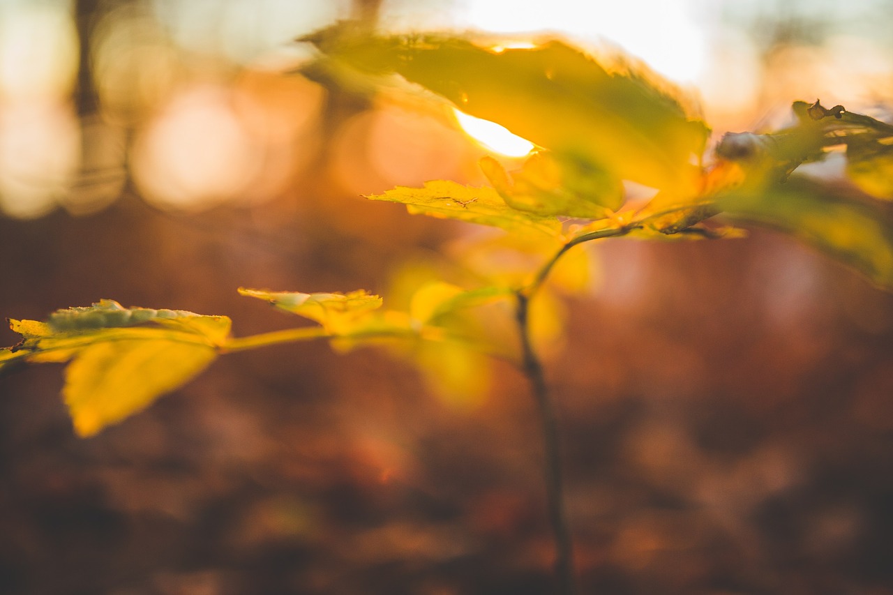 Image - plant stem leaves nature sunrise