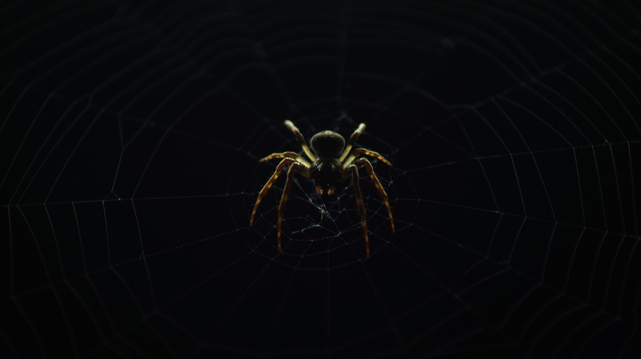 Image - spider insect nature web dark