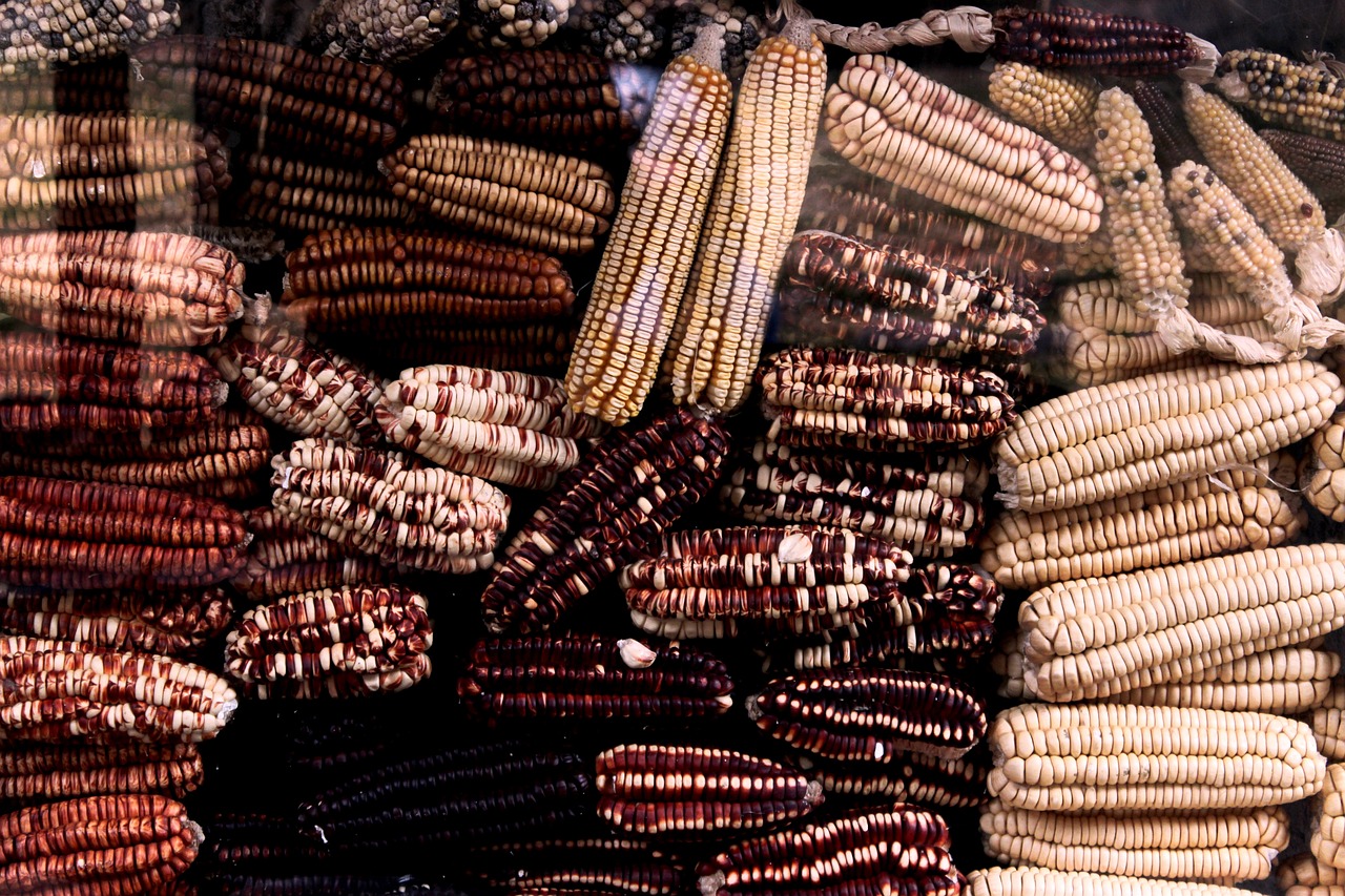 Image - corn grain field farm market