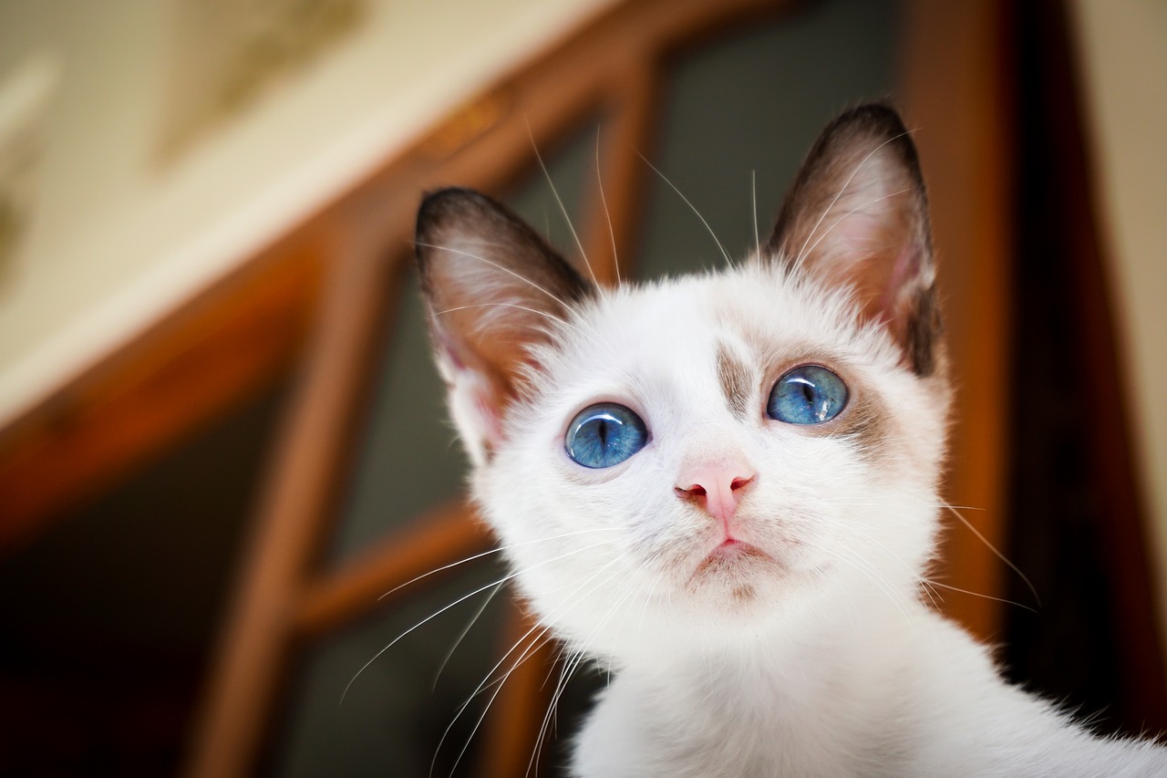 Image - house cat white blue eyes animal