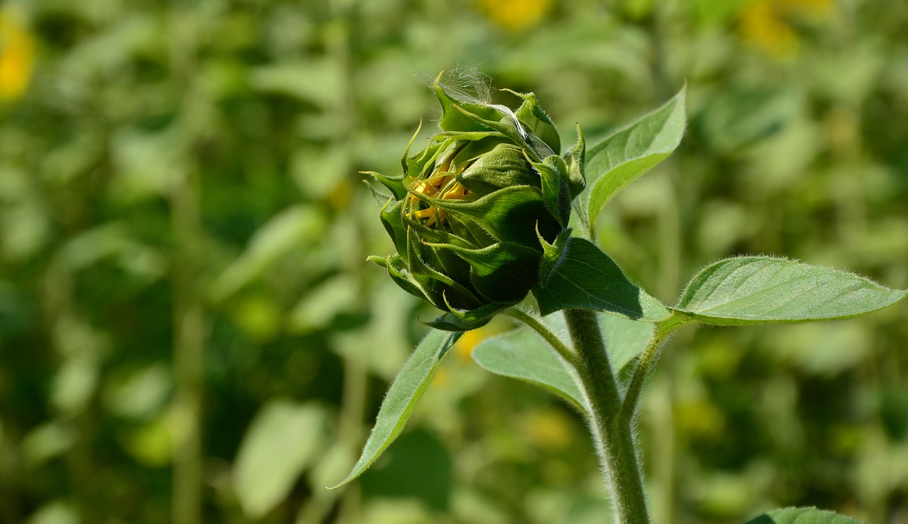 Image - sunflower bud flowers