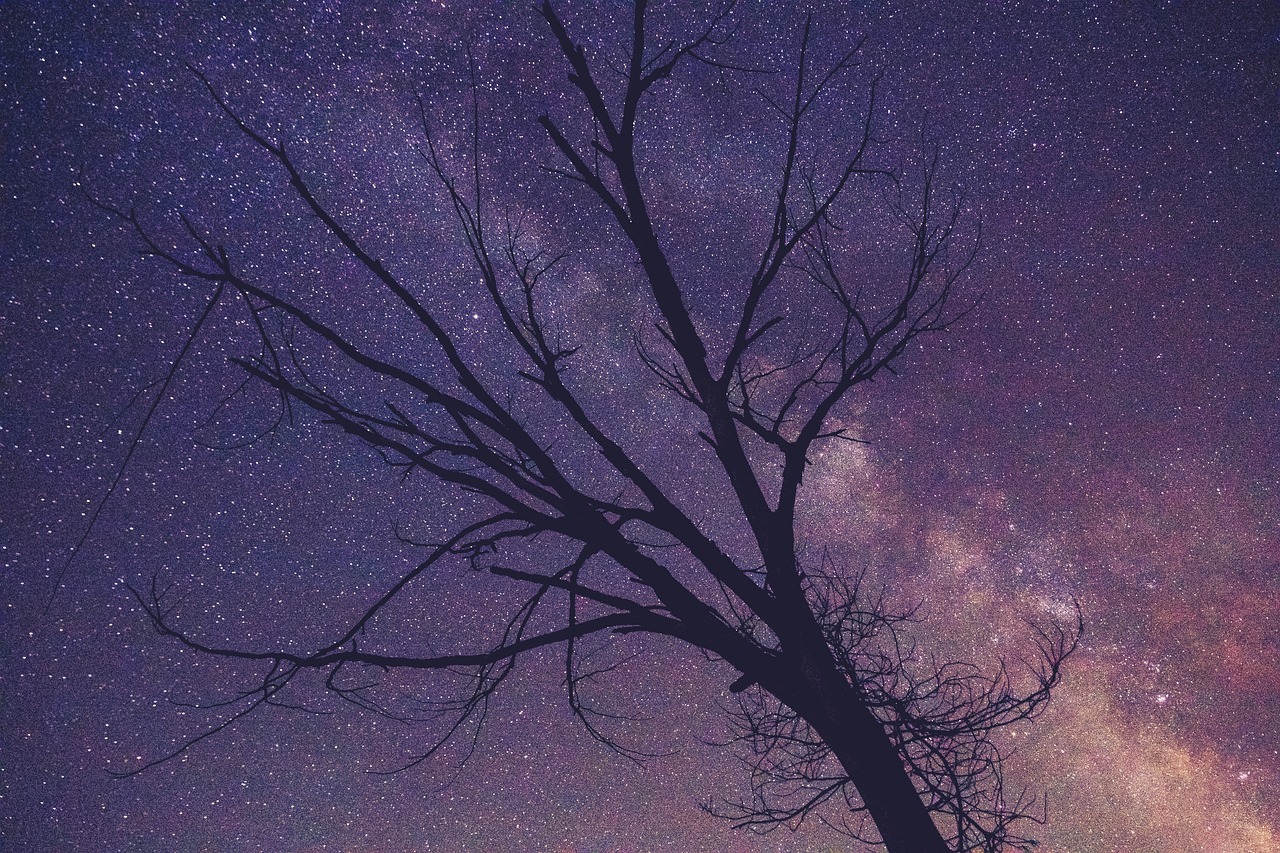 Image - tree branches purple sky stars