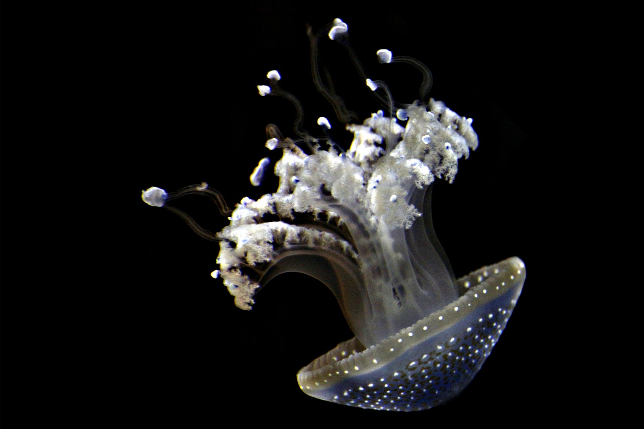 Image - jellyfish aquarium ocean underwater