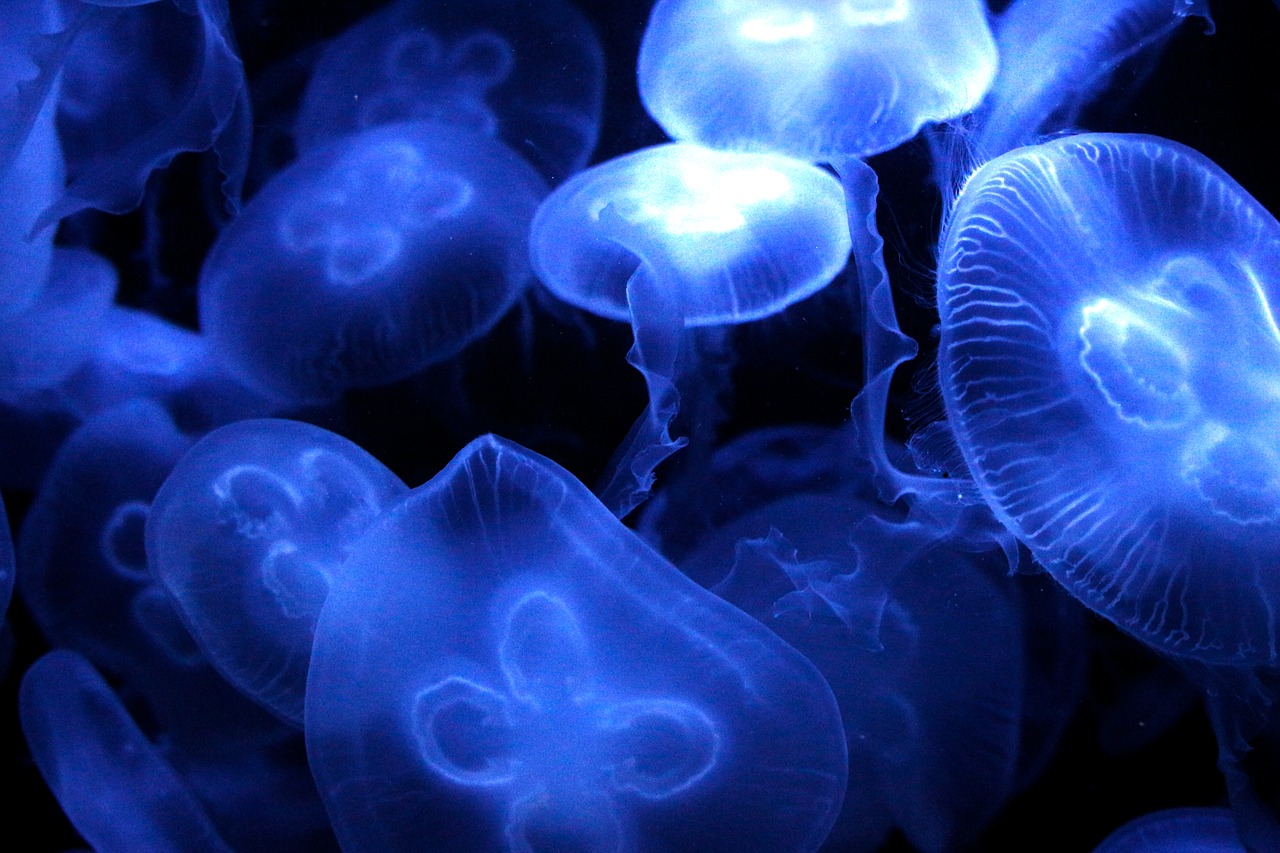 Image - jellyfish sea diving sea animal