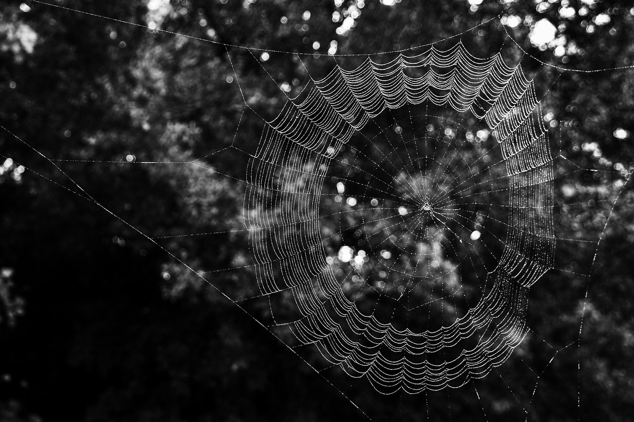 Image - spider web insect black white