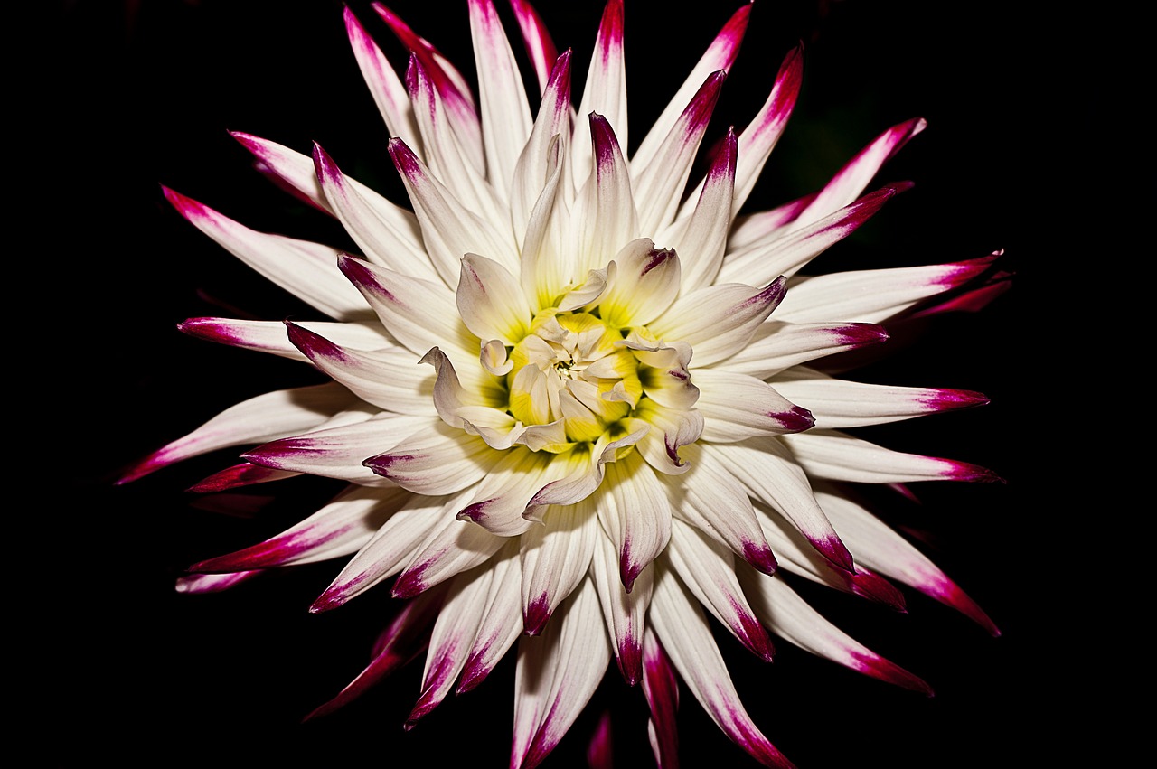 Image - flower bloom white plant nature