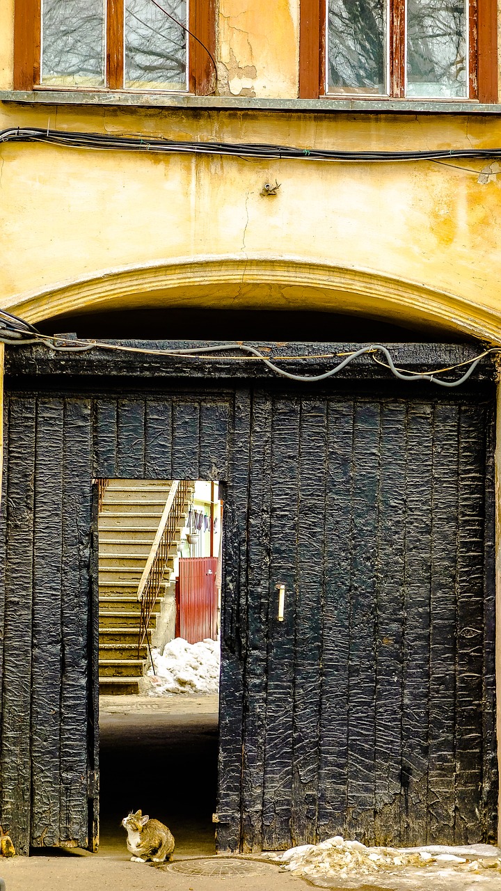 Image - odessa gate cat door window