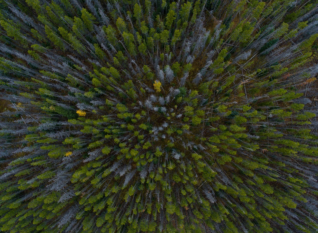 Image - aerial trees woods green leaves