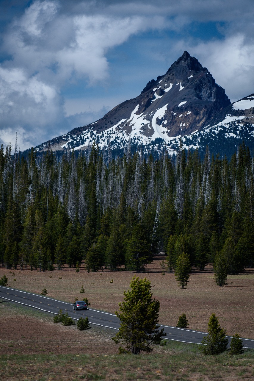 Image - mountain view landscape pine trees