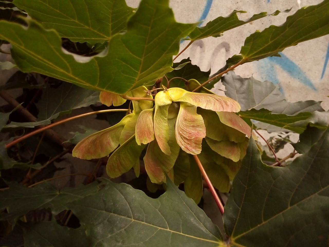 Image - maple fruit tree green leaves