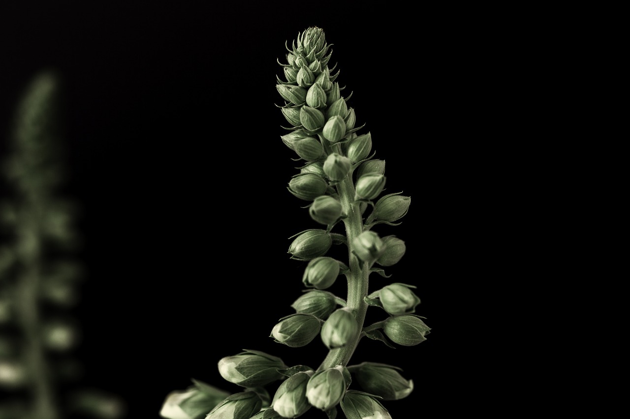 Image - dark plant green petals nature