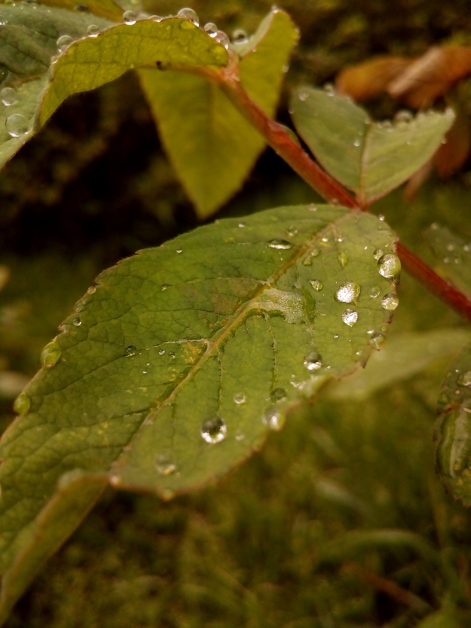 Image - rosa drops leaves after the rain