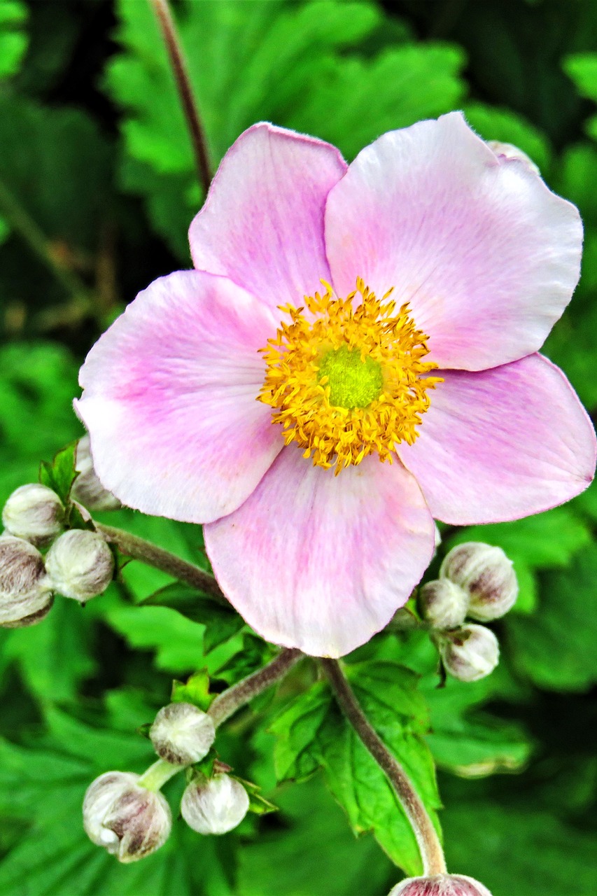 Image - plant fall anemone japanese anemone