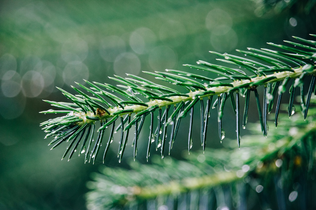 Image - plant nature rain drop green pine