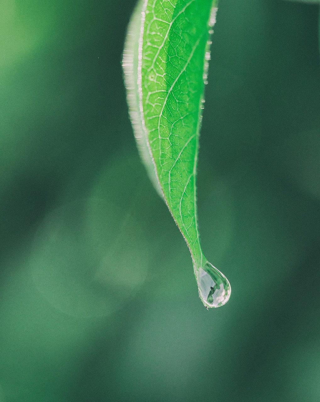 Image - green leaf blur nature rain drop