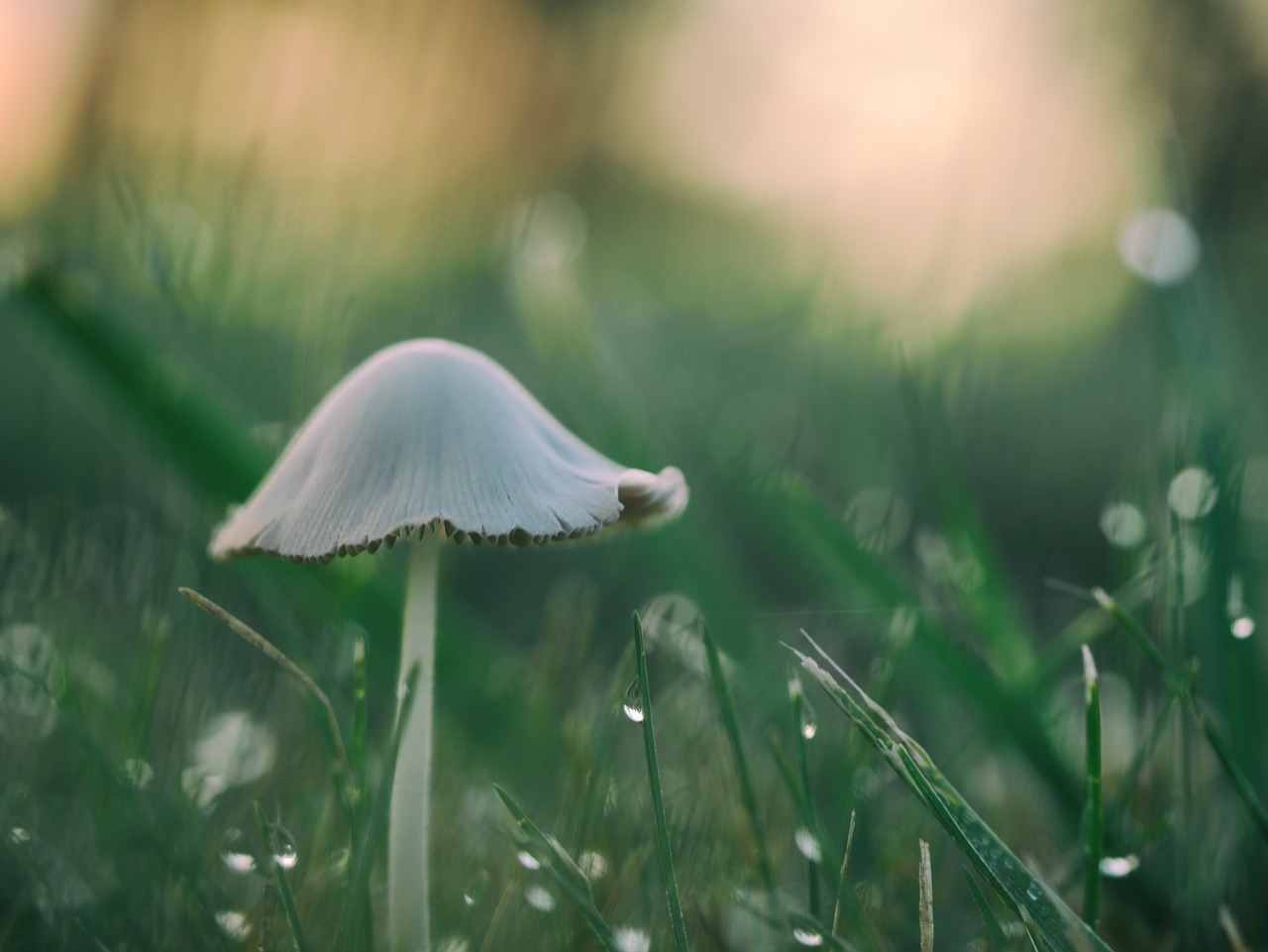 Image - mushroom grass plant field nature