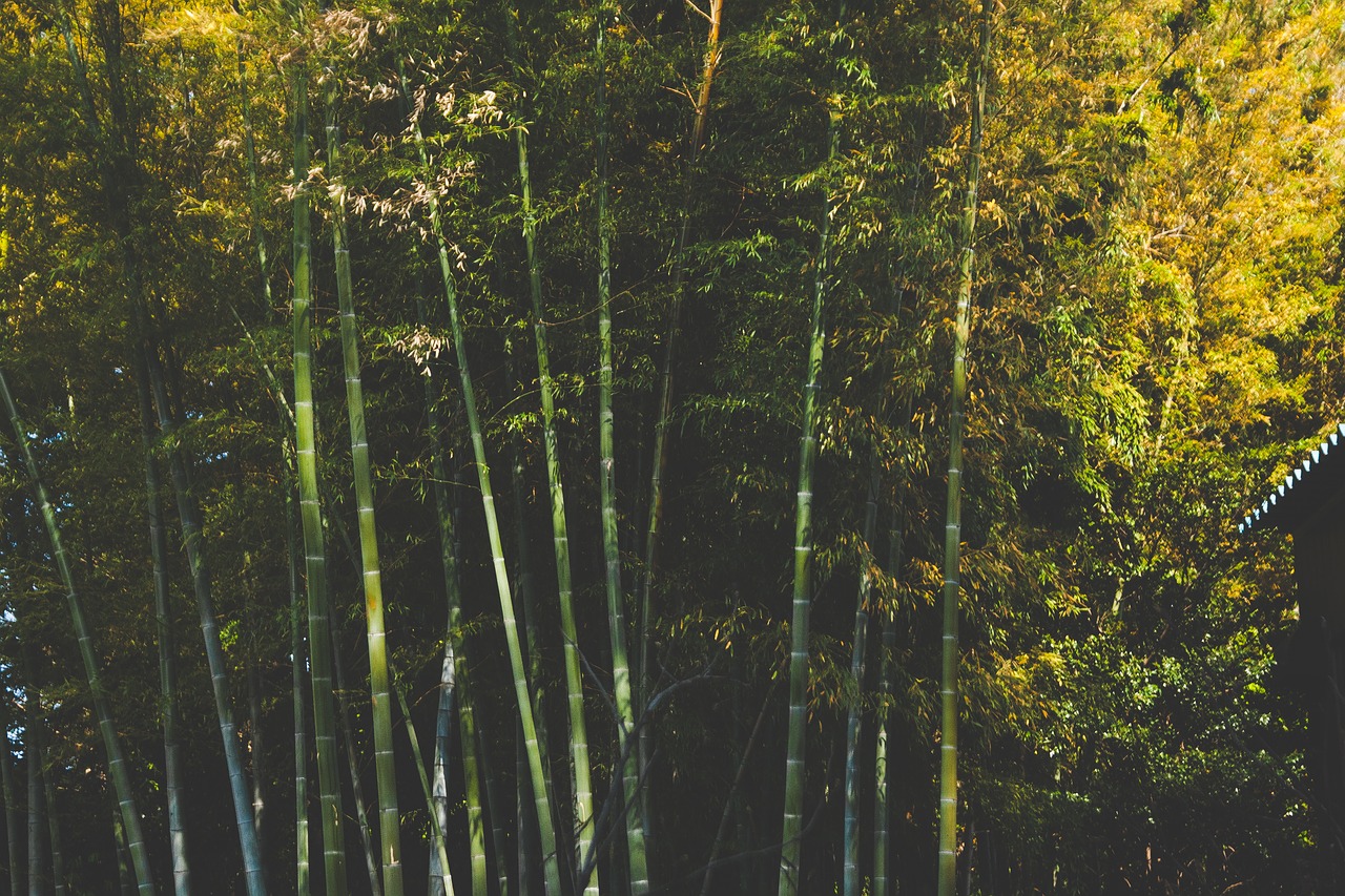 Image - bamboo trees forest woods leaves