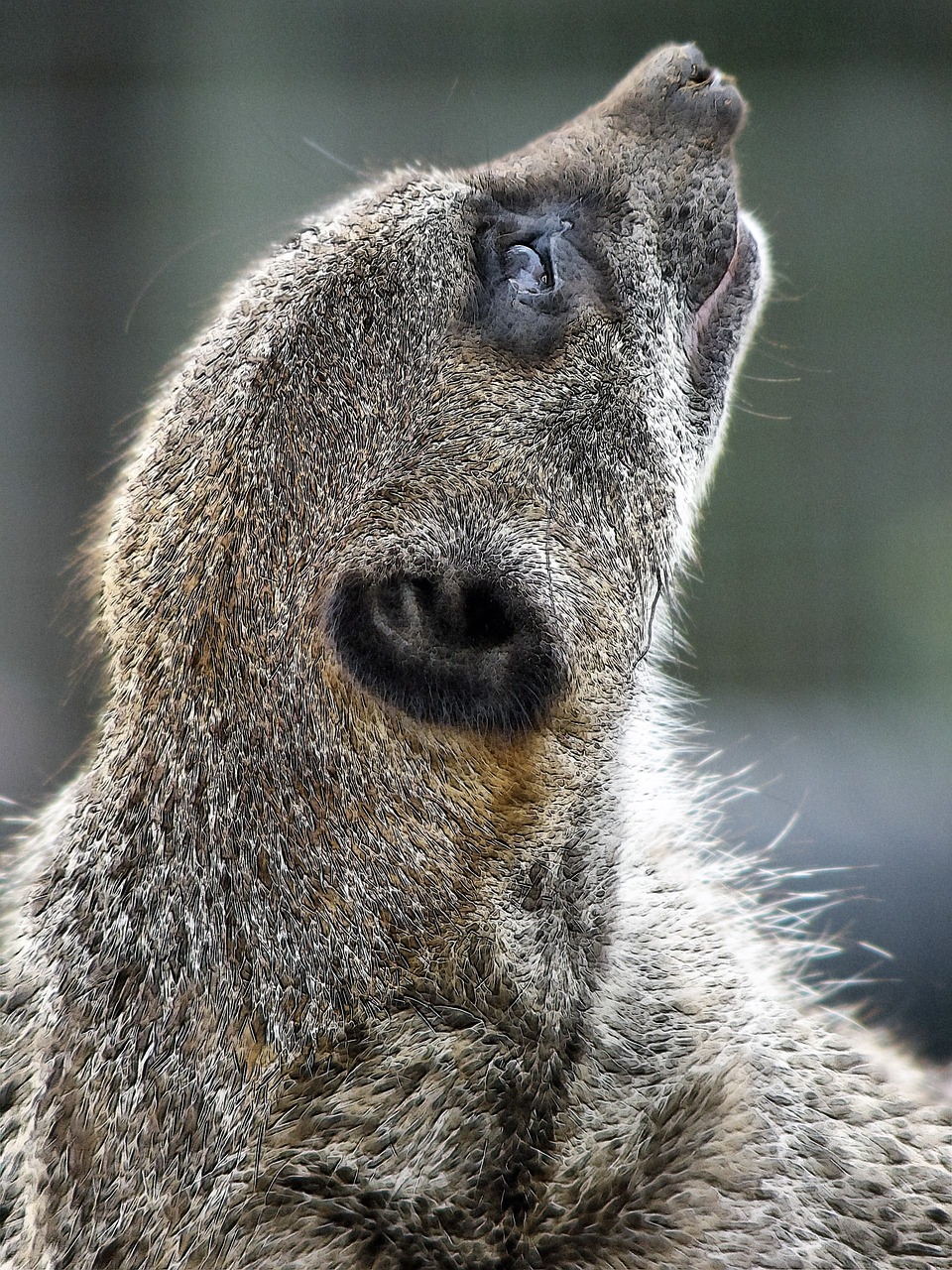 Image - meerkat animal zoo lookout