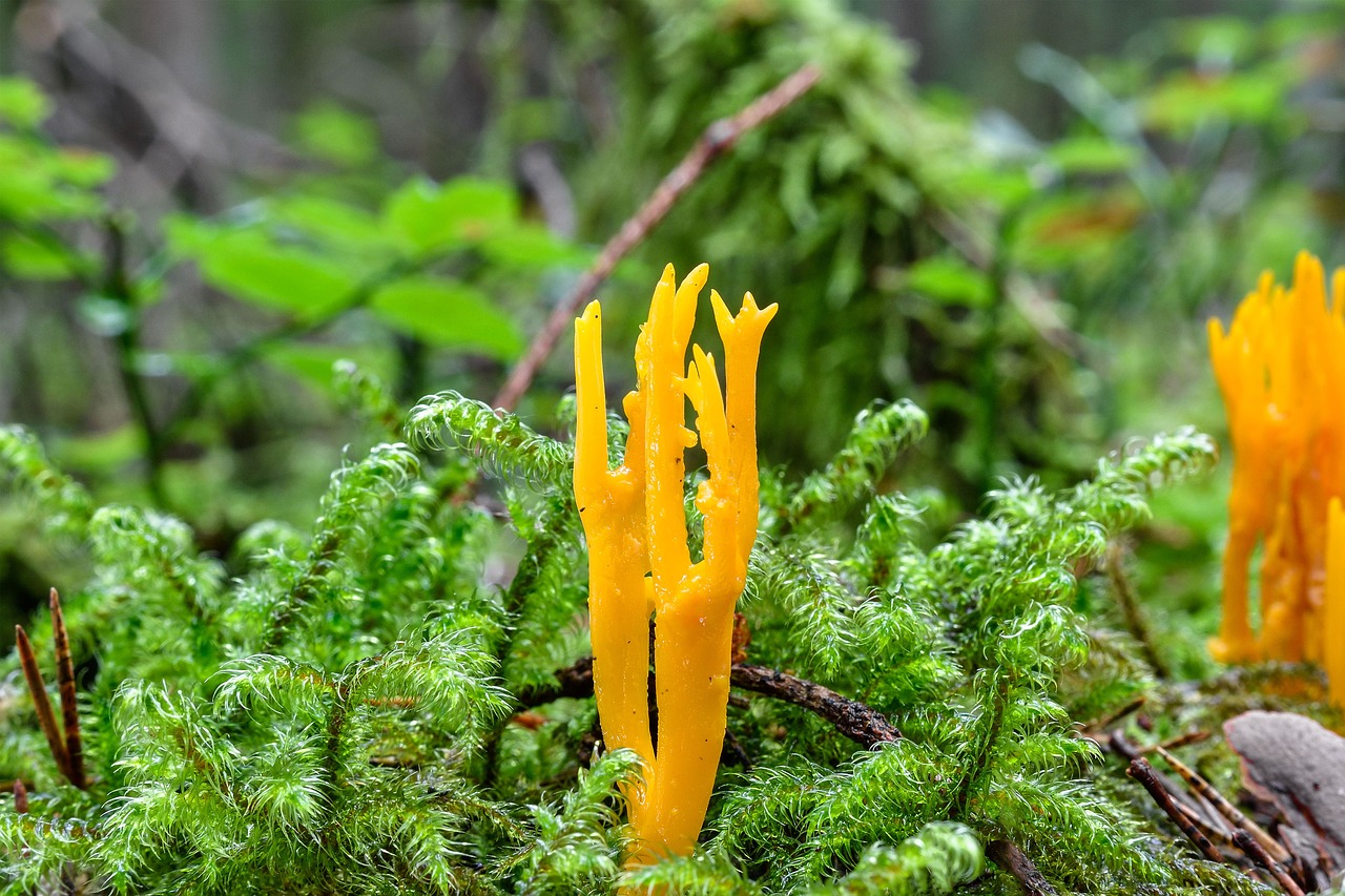 Image - goatee mushroom moss coral like