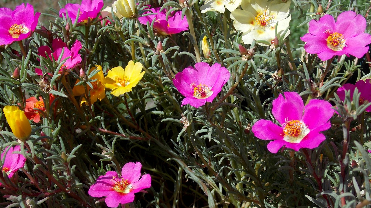 Image - portulaca grandiflora bloemen tuin