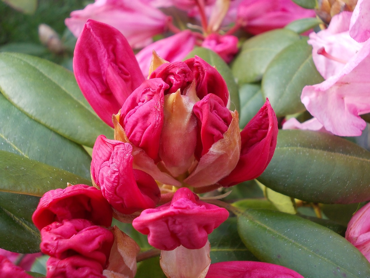 Image - rhododendron bloesem lente plant