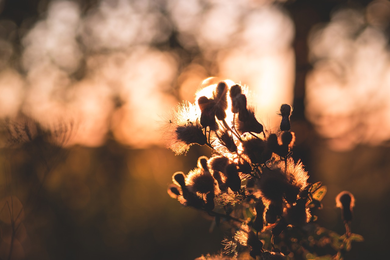 Image - dawn morning sunshine plants